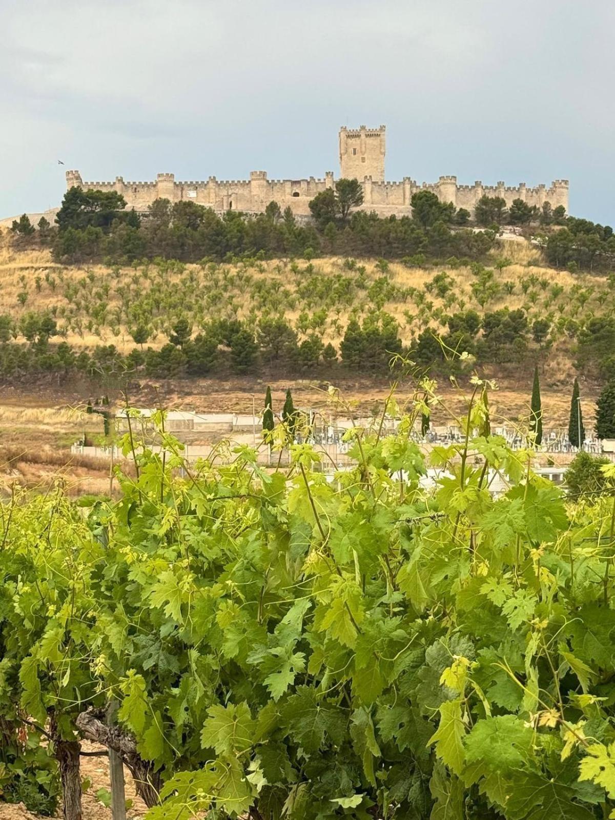 Finca Entrevinedos De Bodegas Marcos Peñafiel Esterno foto